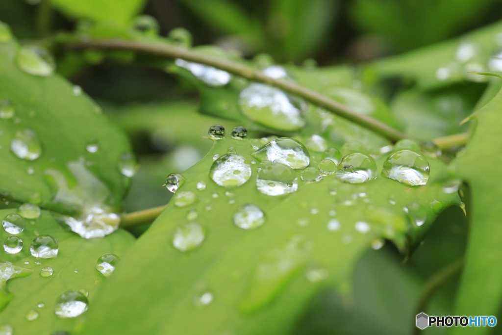 雨上がりの雫2