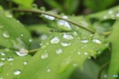 雨上がりの雫2