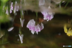 微風なので