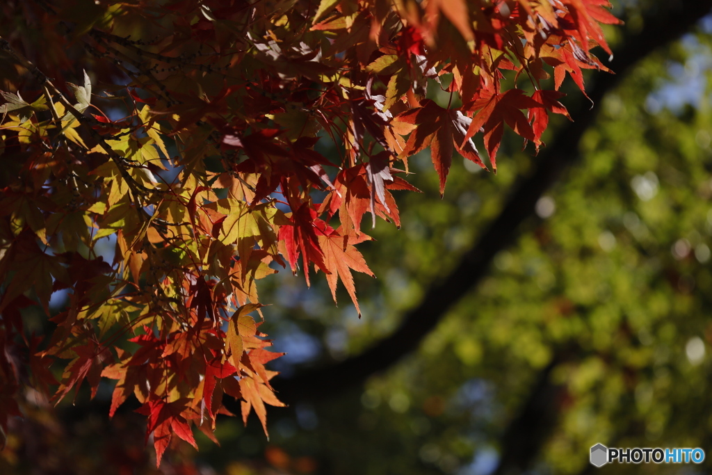 晩秋の相楽園10