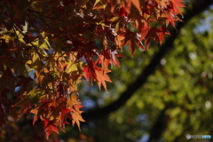 晩秋の相楽園10