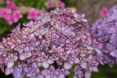 紫陽花