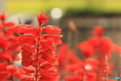 兵庫県庁芝生広場2