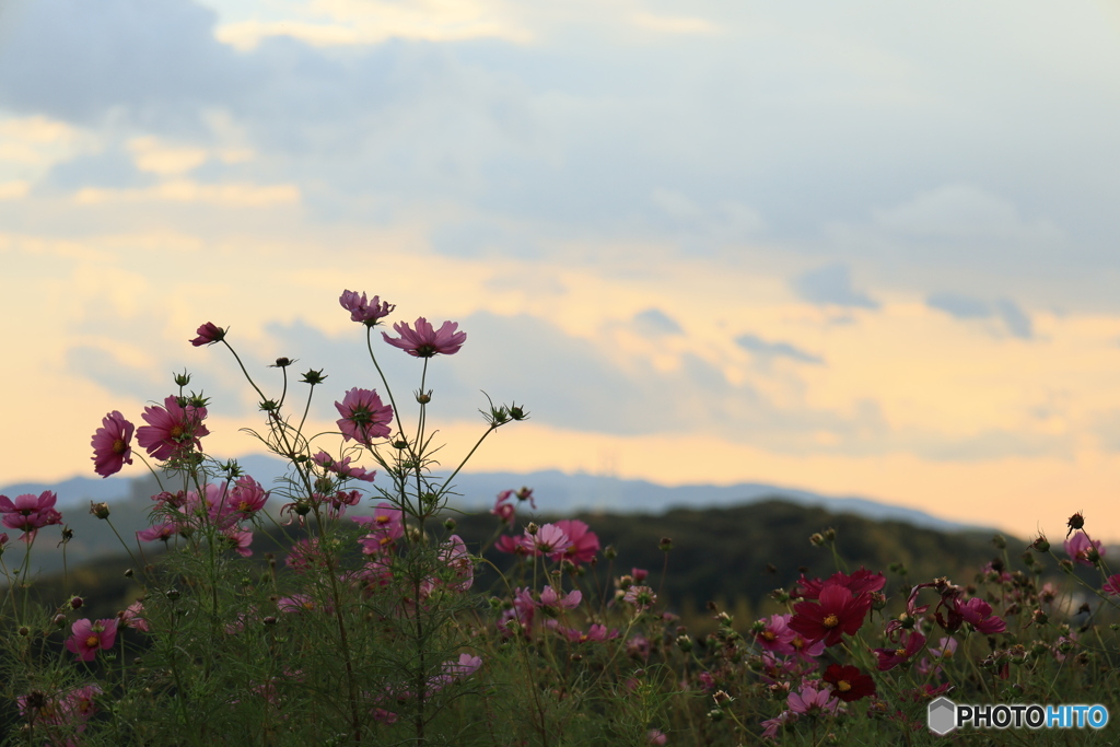 夕陽とコスモス16