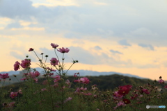 夕陽とコスモス16