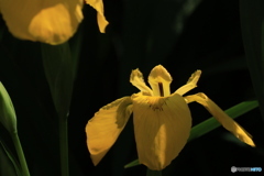 黄菖蒲