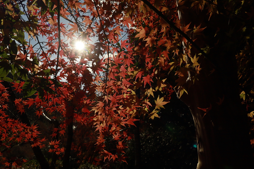 初冬の太山寺23