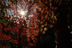 初冬の太山寺23