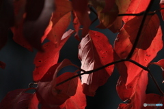 2025四国一人旅4-19