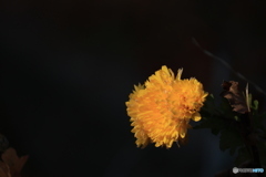 Yellow Chrysanthemum