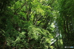 紅葉のイメトレ