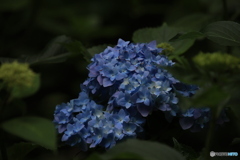 ちょっと日陰に