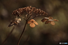 どうされますか？？2