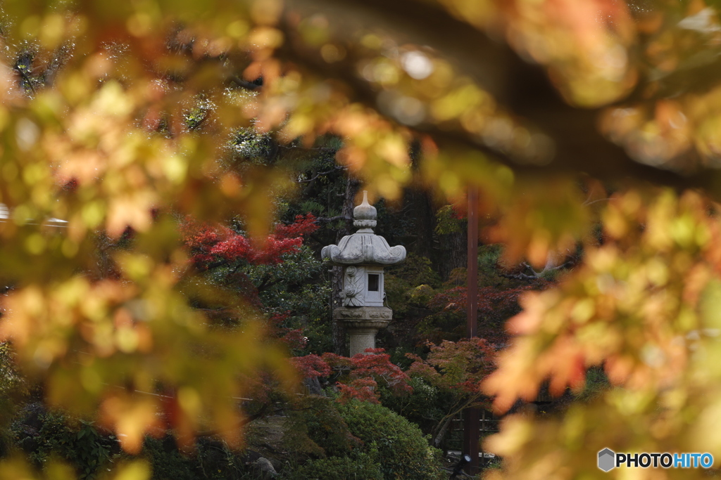 晩秋の相楽園30