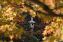 晩秋の相楽園30