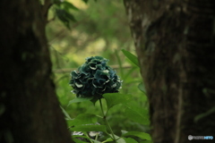 8/15紫陽花3