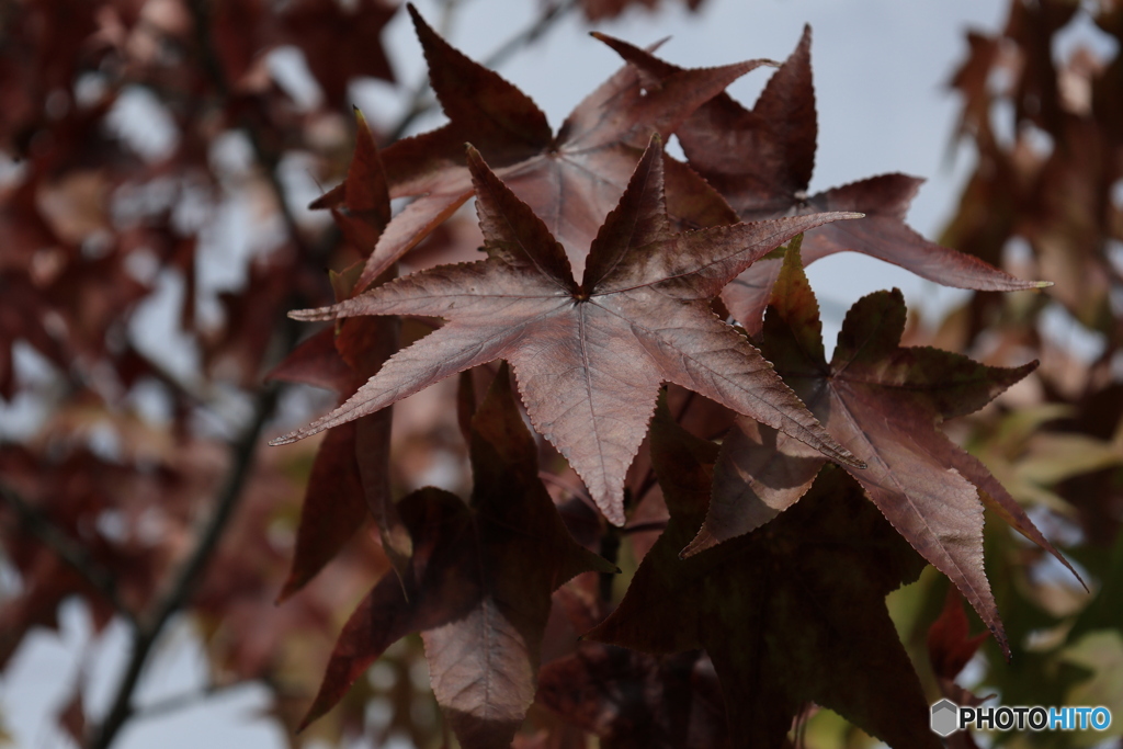 これも紅葉