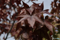 これも紅葉