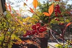 春の光に染まる実