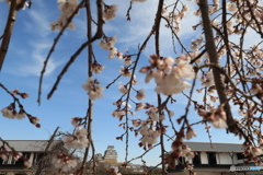 3/31姫路城1
