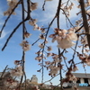 3/31姫路城1