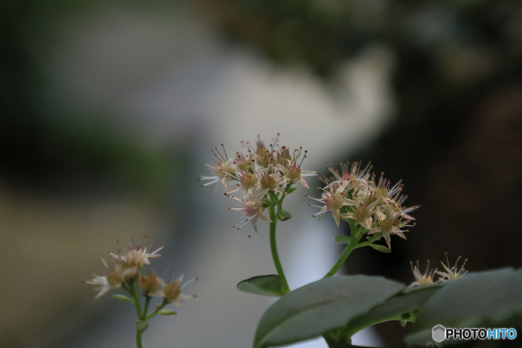 秋の山野草展13