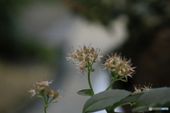 秋の山野草展13