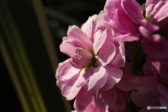 ピンクを纏って2