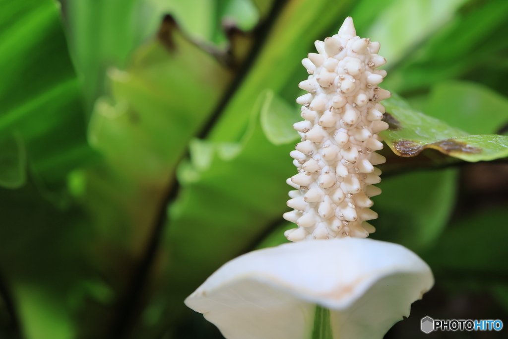 Peace Lily
