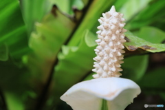 Peace Lily