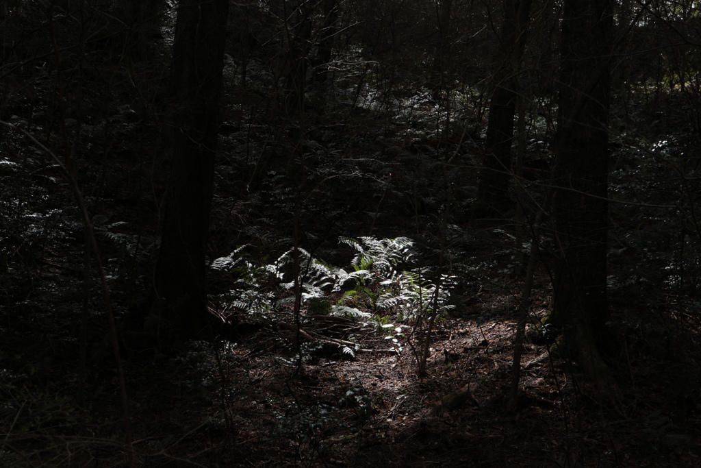 スポットライト