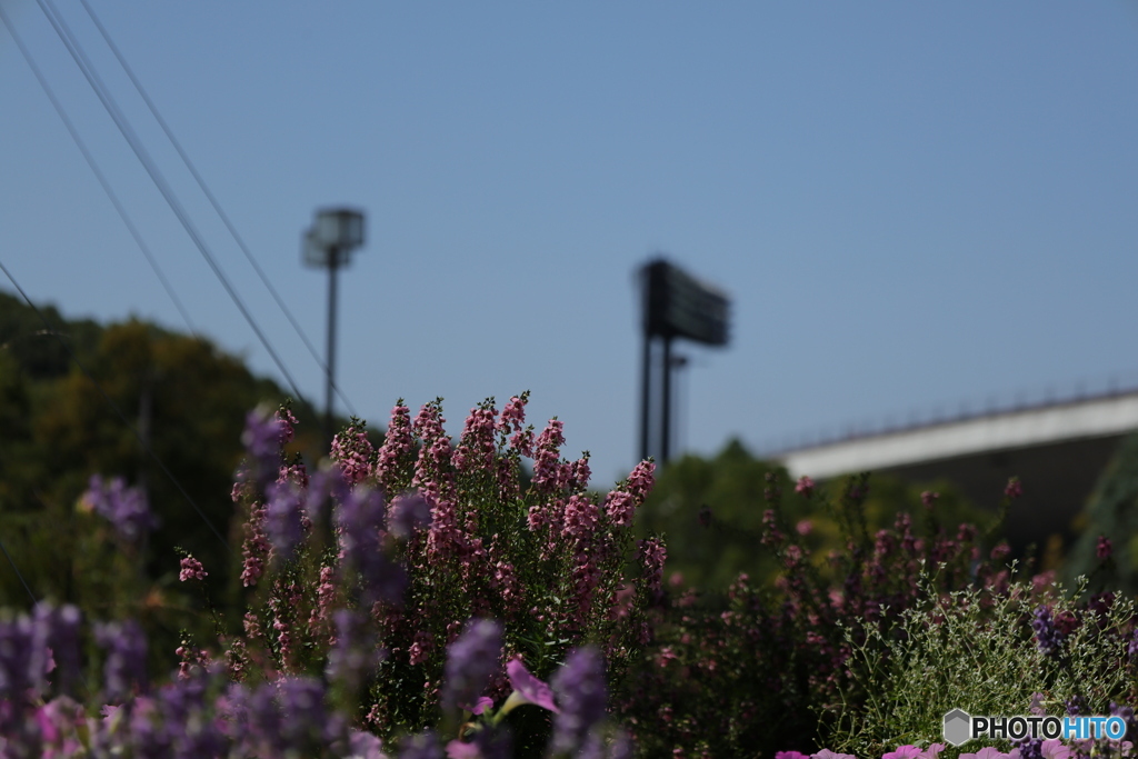 駅前花壇3