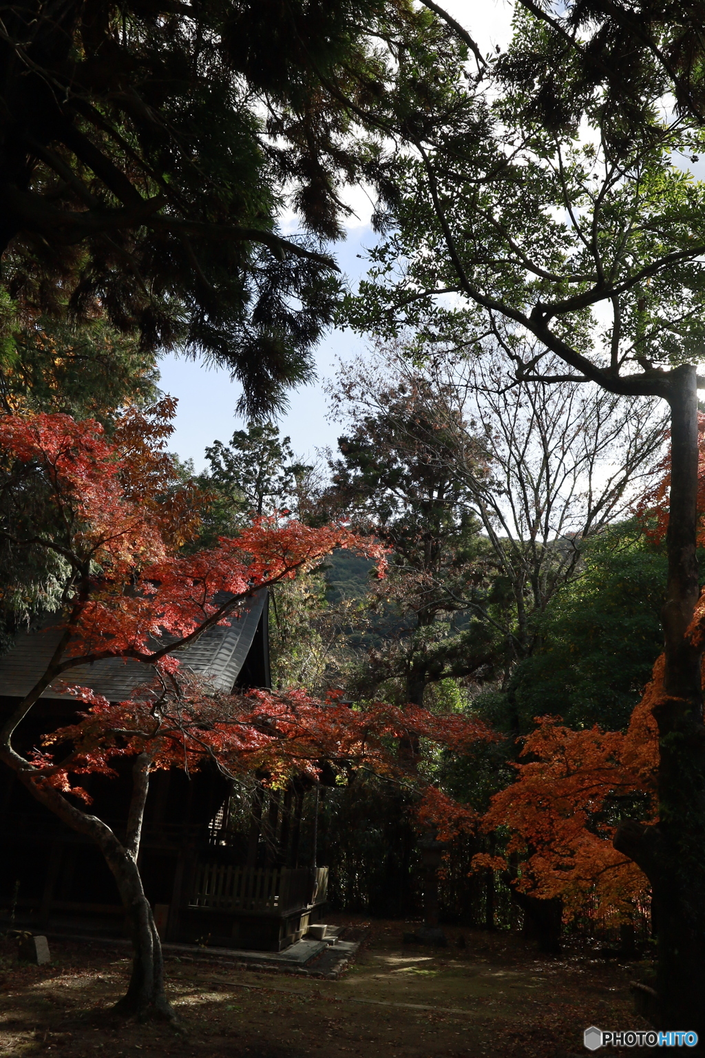 初冬の太山寺15