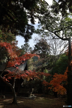 初冬の太山寺15
