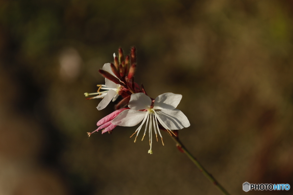 白蝶草(ハクチョウソウ)