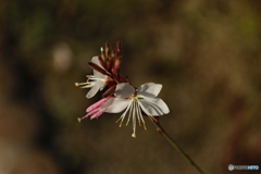 白蝶草(ハクチョウソウ)