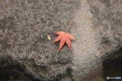 晩秋の好古園24