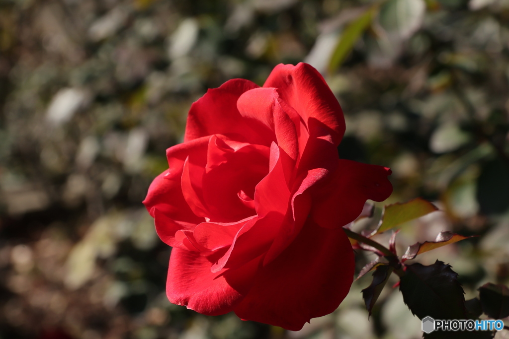 薔薇をアップで4