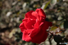 薔薇をアップで4