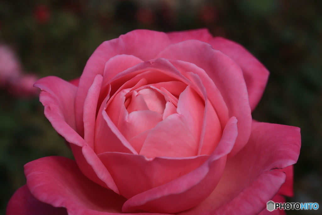 秋のバラ観賞会