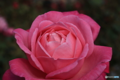 秋のバラ観賞会