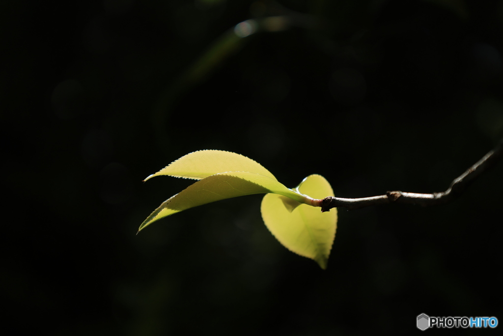 新芽