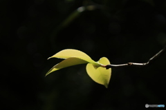 新芽
