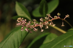 ヨウシュヤマゴボウ 