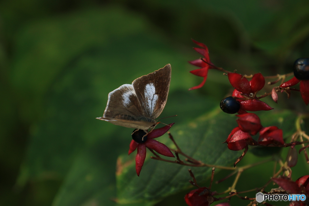 ちょっと羽休め