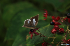 ちょっと羽休め
