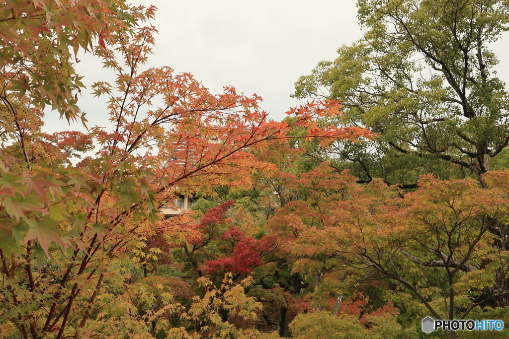 相楽園の秋5