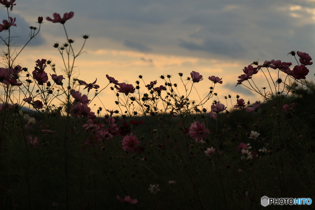 夕陽とコスモス11