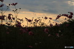 夕陽とコスモス11