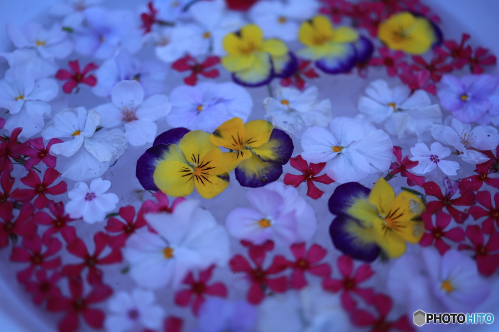 敦盛桜6